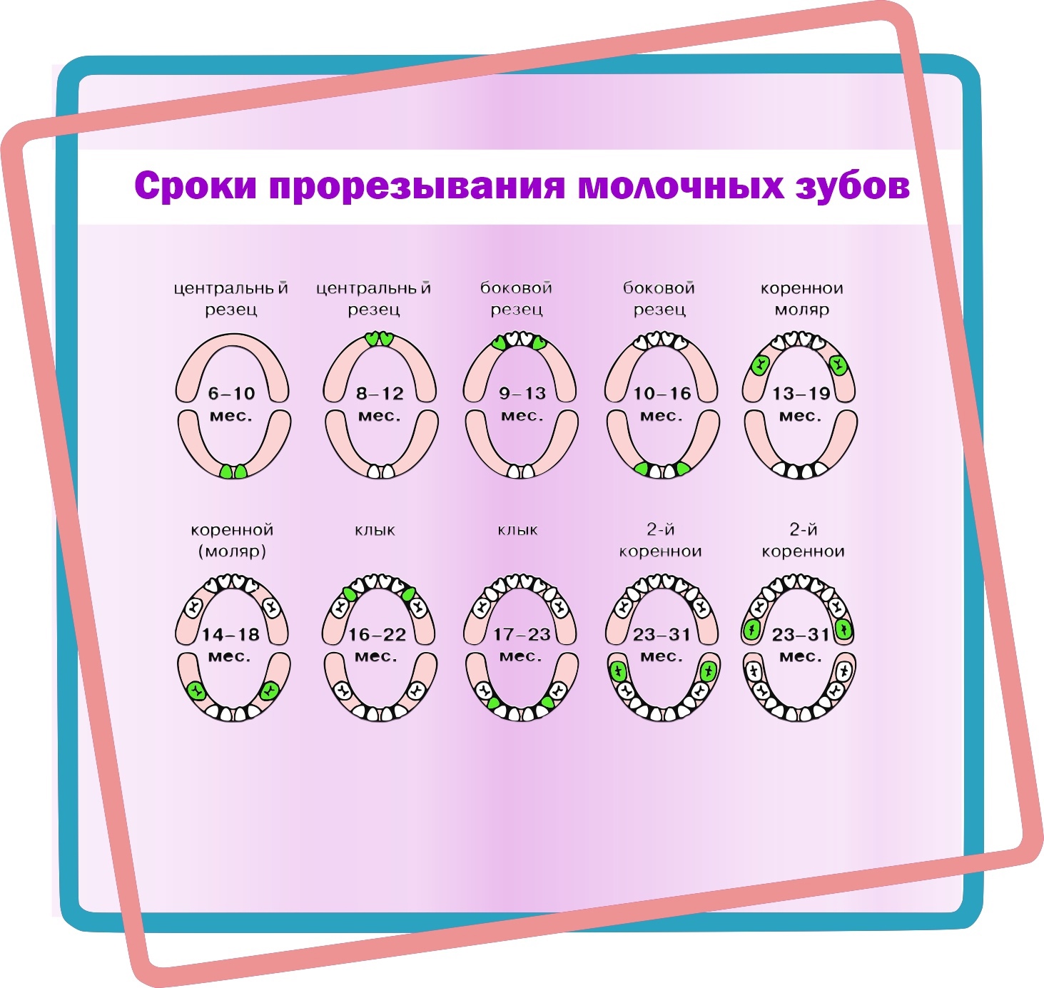 Сроки прорезывания молочных зубов