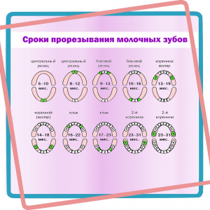 Сроки прорезывания молочных зубов
